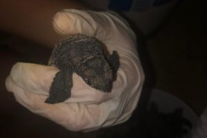 Falë veprimit të rojave bregdetare, këlyshët e rrezikuar të breshkave gjejnë rrugën për në det në Praia do Futuro