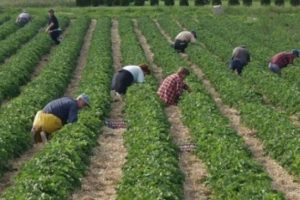 Bujqësia’ nis kontrollet në terren: S’ka vend për alarm, produktet të certifikuara.