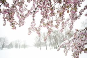 BORË NË PRANVERË, ZBARDHET DIBRA