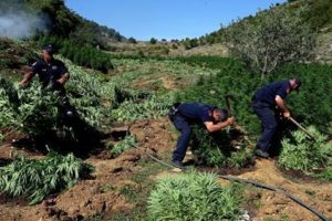 Vlorë/ Kultivonin bimë narkotike, arrestohen 2 autorët