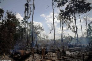 Zjarret në Amazonë, aktori i njohur dhuron 5 milionë dollarë