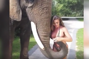 Video epike/ Elefanti i heq bikinin modeles