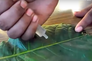 Çfarë është pesticidi Slicon mix, efektet dhe përbërja