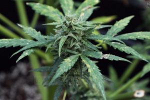Vendi fqinj legalizoi kanabisin, investitorët amerikanë shfaqin interes