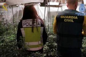 Spanjë, grupi shqiptaro-kolumbian kapet me 2800 bimë kanabis