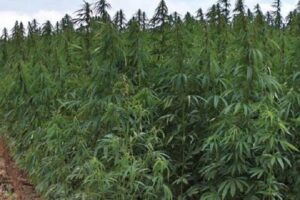 Vlorë/ Kanabis sativa,Arrestohen në flagrance 5 shtetas.