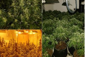 “Aroma” çon në pranga dy persona, kishin ngritur shtëpi bari në Tiranë. Arrestohet dhe 50-vjeçari që i ruante