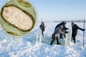 Virusi i ngrirë në Siberi kthehet në jetë pas 48 500 vitesh.