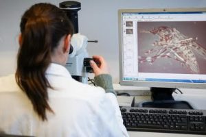 West Nile në Itali: 430 raste dhe 27 vdekje  Letaliteti arrin në 13,9%