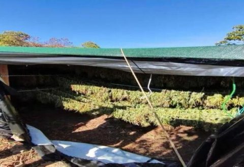 (EMRAT) Greqi, zbulohen 1.1 ton kanabis dhe arsenal luftarak, në pranga 3 burra dhe 3 gra nga Shqipëria