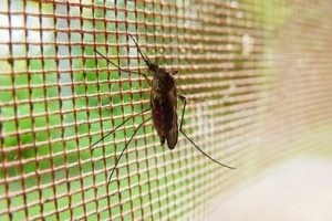 Nga 30 tetori, në Itali vaksina e parë kundër virusit Chikungunya
