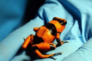 E vogël, shumëngjyrëshe dhe vdekjeprurëse: sekreti i bretkosës shigjetë