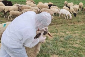 Rikthehet murtaja e bagëtive në Shkodër, groposen rreth 20 krerë dele! Ministria e Bujqësisë urdhëron vendosjen në karantinë të zonës së prekur