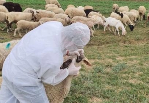 Rikthehet murtaja e bagëtive në Shkodër, groposen rreth 20 krerë dele! Ministria e Bujqësisë urdhëron vendosjen në karantinë të zonës së prekur