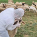 Rikthehet murtaja e bagëtive në Shkodër, groposen rreth 20 krerë dele! Ministria e Bujqësisë urdhëron vendosjen në karantinë të zonës së prekur